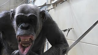 Chimpanzee sees his reflection makes hilarious faces for the camera [upl. by Ttenaej]