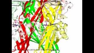 P2X purinergic receptor with sound [upl. by Akehsat]