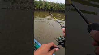 STRIKE IKAN MANGROVE JACK PAS DI TITIK RUMPON NYA shorts [upl. by Tibbetts684]