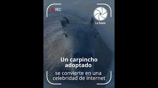 Churro el carpincho adoptado en Argentina que se ha vuelto viral [upl. by Breban409]