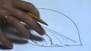 How to draw an acanthus leaf [upl. by Creigh445]