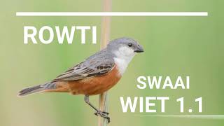 SWAAI WIET training 11 ROWTI Sorophila minuta  firered  rudybelliedseedeater song [upl. by Aicercul]