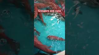 Groupers and sunod videoshorts viralvideo fishing [upl. by Anawahs]