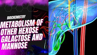 Metabolism of other hexose galactose and mannose [upl. by Carmelia]