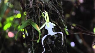 Ghost Orchid Flowers Blooming in the Swamp [upl. by Nyleimaj]