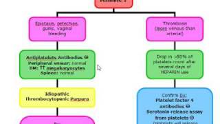 Platelet Disorders [upl. by Rowe]