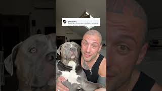 Quando il cul brucia 🔥 l invidia parla 🗣️… cane doglover dog animal funny [upl. by Dermot]