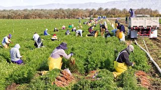 American Farmers Harvest Billions Of Pounds Of Fruit And Vegetables This Way  Farming [upl. by Lydie]