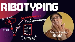 Ribotyping typify bacteria by RNA analyses  see ARDRA also [upl. by Tteltrab]