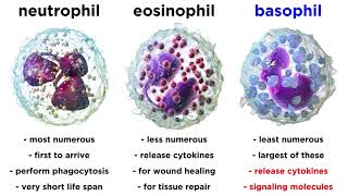 Types of Immune Cells Part 2 Myeloid and Lymphoid Lineages [upl. by Dunham]