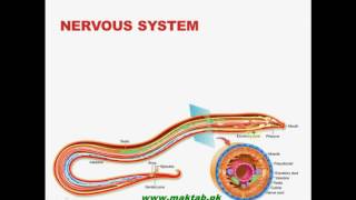 FSc Biology Book1 CH 10 LEC 9 Phylum Nematoda [upl. by Kopans]