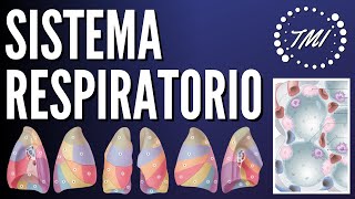 Anatomía y Fisiología Respiratoria Explicado Claramente [upl. by Tija]