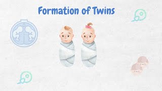 Formation of Twins ll Biology ll [upl. by Pansie]