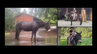 Black Beginner Safe Trail Mule Mare For Sale [upl. by Herrmann525]