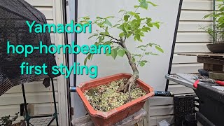 yamadori hophornbeam update [upl. by Nnyltiak]