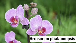 Phalaenopsis  le bon arrosage [upl. by Naloc]