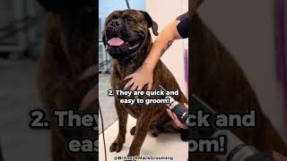 Top 5 Reasons Why You Should Get A Bullmastiff [upl. by Yojal]