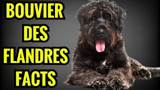 Bouviers des Flandres Facts  Top 13 Facts You Must Know [upl. by Stokes]