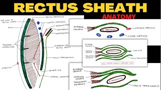 Rectus Sheath Anatomy  Complete  Abdomen Anatomy [upl. by Marlena]