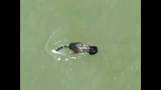 This is How A Cormorant Eats a Large Catfish [upl. by Yadrahc]