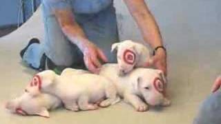 BulliesbyGodcom TARGET PUPPIES [upl. by Harbert]