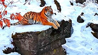 Amur Tiger The Worlds Most Majestic Predator [upl. by Esineg875]