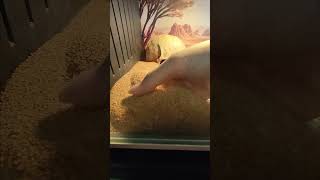 Sandfish Skinks super diving [upl. by Nahgam293]