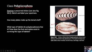 BIOL 1407 Lab 38 Mollusca [upl. by Armillas]