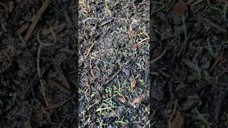 Zenith Zoysia Seed Germinating 11 day update [upl. by Hsitirb908]