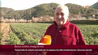 VOTV  Temporada de calçots marcada per la sequera les altes temperatures i els preus elevats [upl. by Pillsbury]