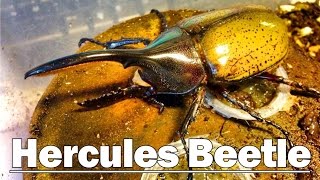 Unboxing HERCULES BEETLES  Dynastes hecules [upl. by Mik266]