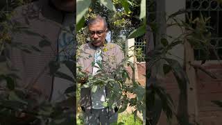 হারিয়ে যাওয়া অড়হড় ডাল pigeonpea Cajanuscajan legume Fabaceae অড়হড় ডাল botany lifescience [upl. by Ridglea]