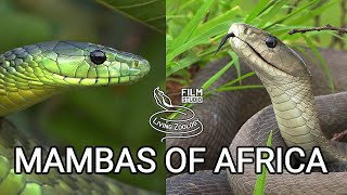 Black mamba and green mambas  the most feared venomous snakes of Africa but are they so deadly [upl. by Lacombe]