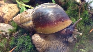 Achatschnecke Arthur Achatina Fulica [upl. by Iaj]