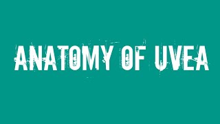 Ophthalmology Anatomy of uvea [upl. by Aniuqahs]