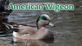 American Wigeon Mareca americana [upl. by Tiphane809]