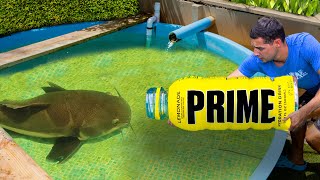 PRIME Bottle Catches Pond Monster [upl. by Terrag]