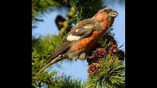 Twobarred crossbill [upl. by Enymzaj]