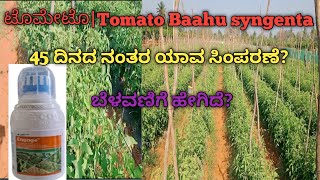 ಟೊಮೇಟೊTomato Baahu syngenta45 ದಿನದ ನಂತರ ಯಾವ ಸಿಂಪರಣೆ ಬೆಳವಣಿಗೆ ಹೇಗಿದೆ ಇಲ್ಲಿದೆ ಮಾಹಿತಿ ಕನ್ನಡದಲ್ಲಿ [upl. by Pall]