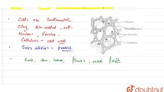 Give two characteristic features of parenchymatous cells [upl. by Gent]