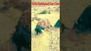 Yak l Yak Fight l Yak vs Dzo l ViralYak [upl. by Rahs]