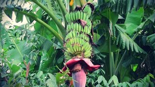 Cómo Sembrar Banano con buenas Prácticas Agrícolas  TvAgro por Juan Gonzalo Angel [upl. by Maryl]