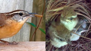 TimeLapse Reveals Baby Carolina Wrens Life Inside the Nest [upl. by Assirok226]