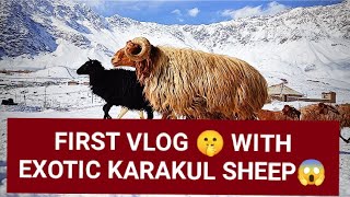 MY FIRST VLOG AT INDIAS FIRST AND ONLY KARAKUL SHEEP FARM KARGIL LADAKH WORKING [upl. by Akinahc]