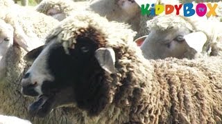 Bauernhof Tiere  Schafe  Sheep  KIDDYBOXTV [upl. by Colley370]