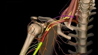 Obere Extremität  Arterien an Schulter Oberarm und Ellenbogen  3D [upl. by Aifoz]