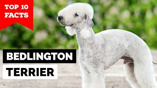 Bedlington Terrier  Top 10 Facts [upl. by Tandie635]