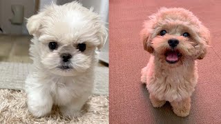 Cutest Peekapoo Puppies Compilation [upl. by Ilwain]