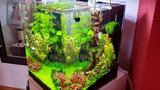 Chihiros A plus dutch Style Aquascape [upl. by Bolte]