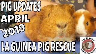 Rescued Guinea Pig Walk Through Special Cases April 2019 [upl. by Gazzo]